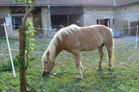 Olínek "zlatohřívák"